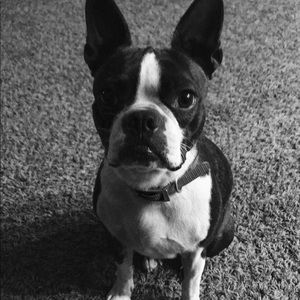 Meet your Posher, Sadie